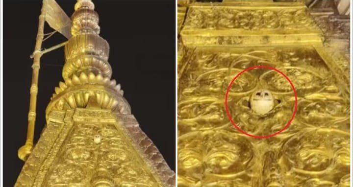 owl
